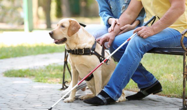 Header Discriminatiemonitor 2023: veel aandacht voor weigeren assistentiehonden en zwangerschapsdiscriminatie