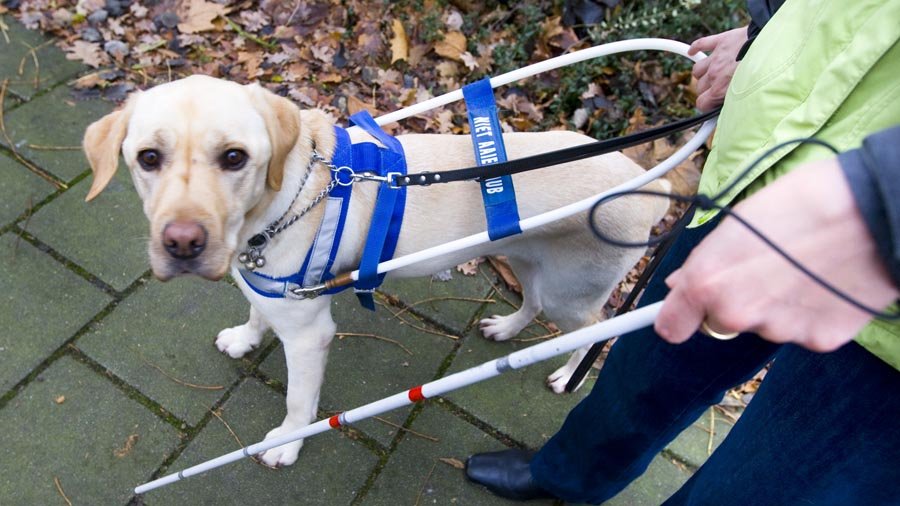 Header Ellen haar assistentiehond is haar ondersteuning: ‘Zonder Sjef ben ik nergens’